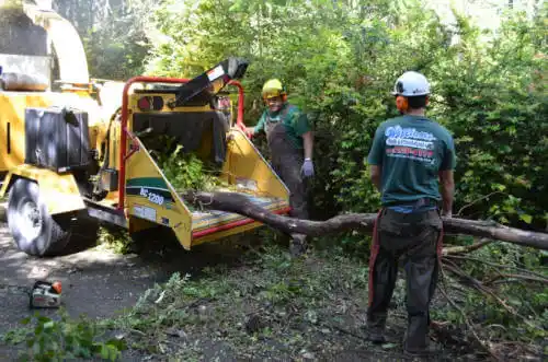 tree services The Hammocks